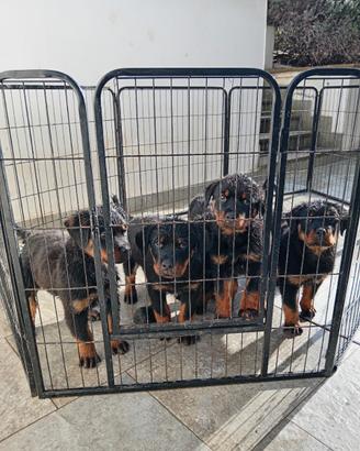 Cuccioli di Rottweiler