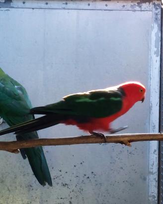 Coppia parrocchetti reali