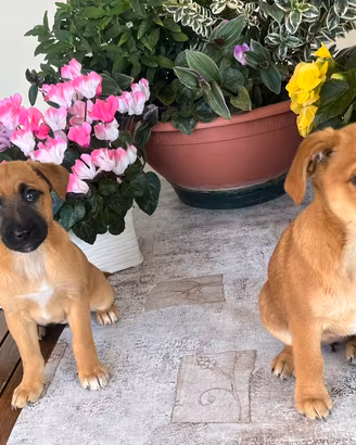 Cuccioli meticci jack Russell