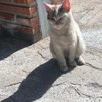 Gattine