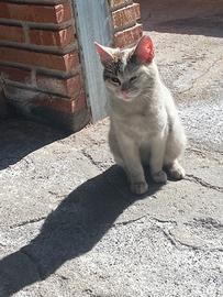 Gattine