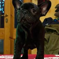 Cucciola bouledogue francese