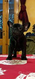 Cucciola bouledogue francese