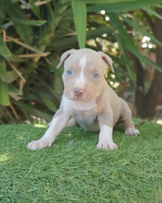 Pitbull tricolor