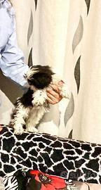 Shitzu Shihtzu Shih Tzu