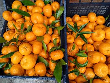 *^|îmøne,<&mándarinø_casse