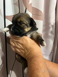 Cuccioli Yorkshire