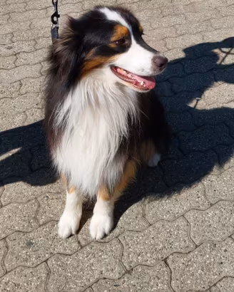 pastore australiano 