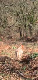 Setter inglese pronta caccia