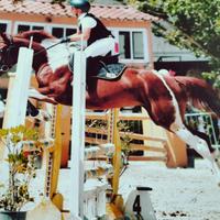 Pony femmina, anno 2019, 145cm al garrese