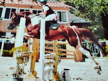 Pony femmina, anno 2019, 145cm al garrese