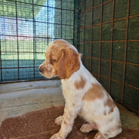 Cuccioli breton