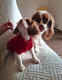 Magnifica Cavalier King