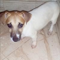 Cucciola di jack russell