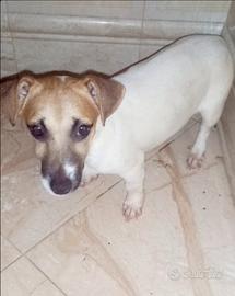 Cucciola di jack russell