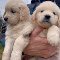 Cuccioli golden retriver femmina