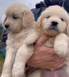 Cuccioli golden retriver femmina