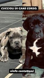 Cane corso