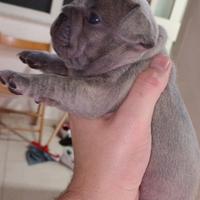 Bulldog francese