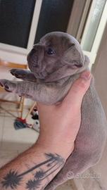 Bulldog francese