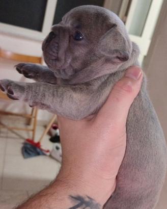 Bulldog francese