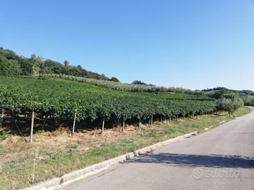 Vigneti Montepulciano e Chardonnay