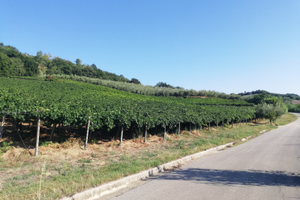 Vigneti Montepulciano e Chardonnay