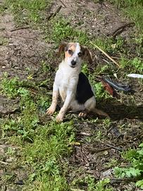 Cuccioli per la caccia al coniglio o cinghiale