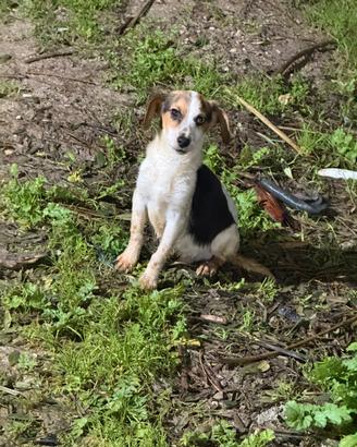 Cuccioli per la caccia al coniglio o cinghiale