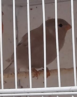 Uccelli