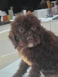 Cucciolo femmina di lagotto Romagnolo