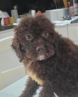 Cucciolo femmina di lagotto Romagnolo