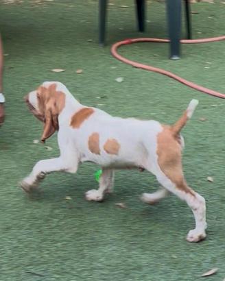 Bracco italiano