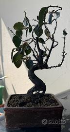 Bonsai di melocotogno giapponese