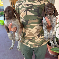 Cuccioli Bracco tedesco