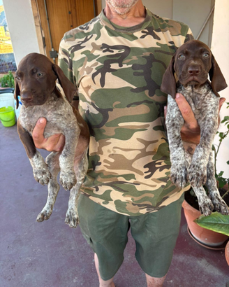 Cuccioli Bracco tedesco