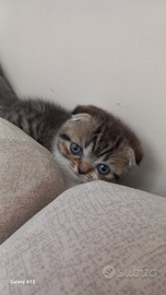 Schottich Fold femminuccia