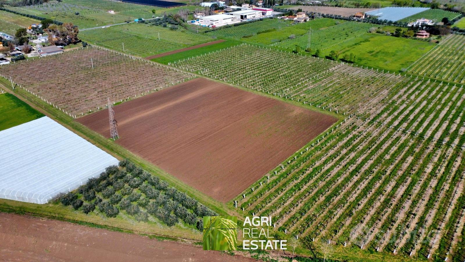 Terreno agricolo 10 HA con impianto kiwi e 2 pozzi - View 6