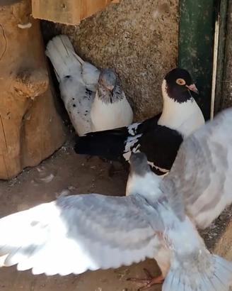 Colombi ornamentali triganini modenesi gazzi