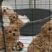 Cuccioli MALTIPOO