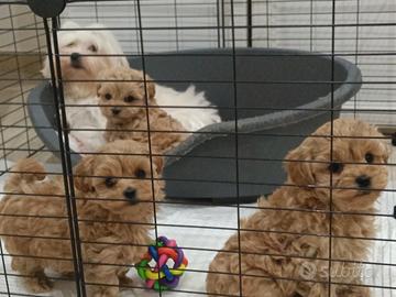 Cuccioli MALTIPOO