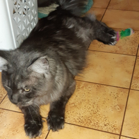 Maine Coon Wallander PL. pedigree ANFI