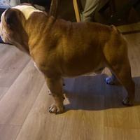 Bulldog inglese per monta