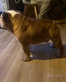Bulldog inglese per monta