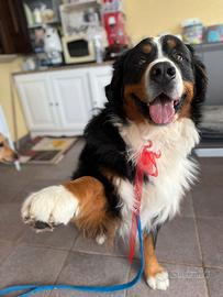 Bovaro maschio per accoppiamento