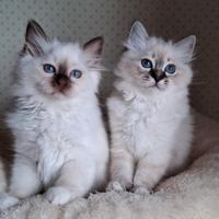 Cuccioli Gatto Sacro di Birmania