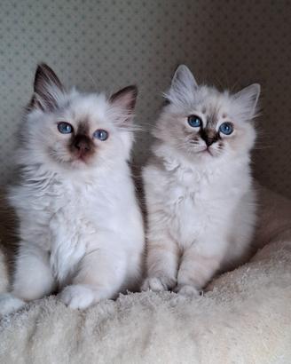 Cuccioli Gatto Sacro di Birmania