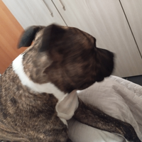 Cuccioli di amstaff