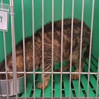 Gatto affidamento del cuore