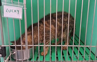 Gatto affidamento del cuore